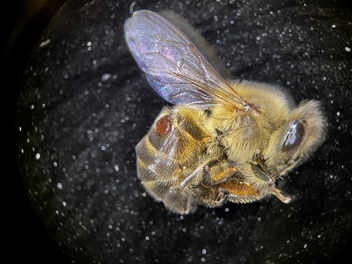 #foto_sociosSEEA ganadora del mes de NOVIEMBRE en el Concurso SEEA 2025.  Varroa destructor parasitando un ejemplar de Apis mellifera. Luis Benavent Albarracín