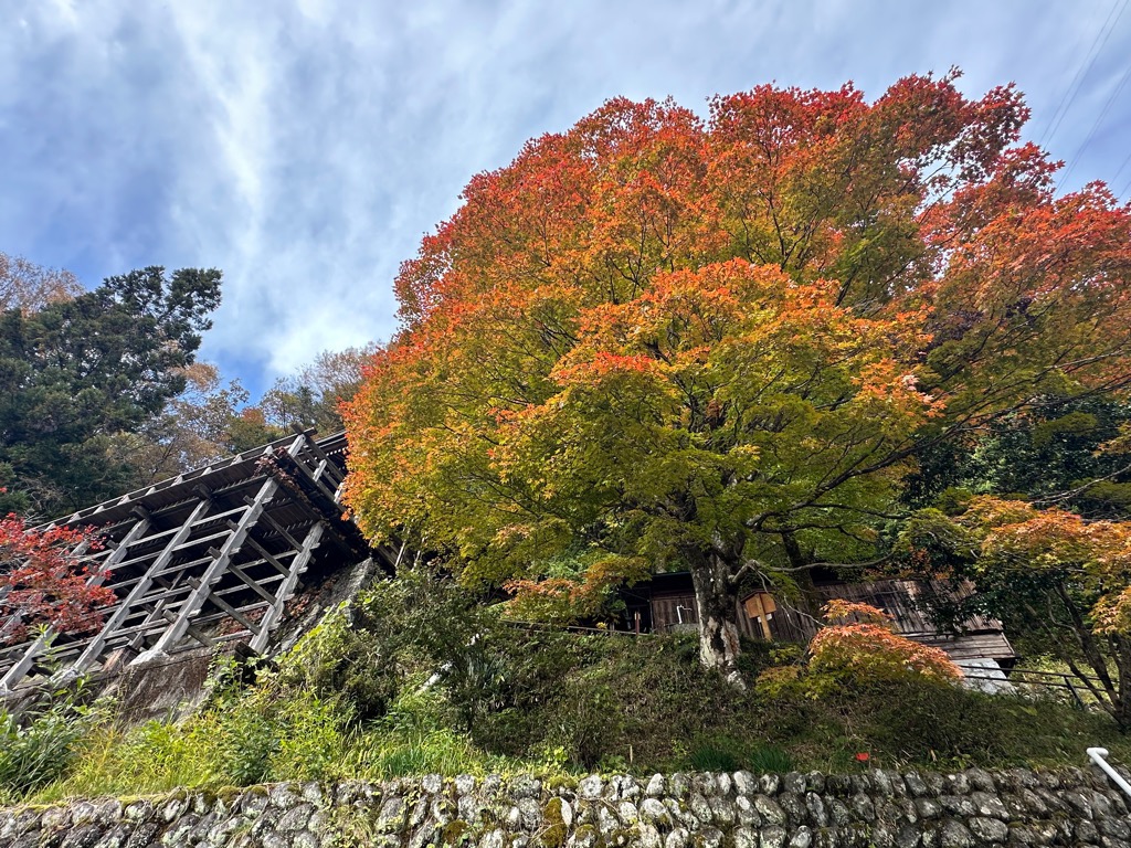 大桑村・紅葉情報　②岩出観音

11月4日時点の村内紅葉の様子をお届けします。
岩出観音のカエデもかなり色づいてきました、もうすぐ見頃です。