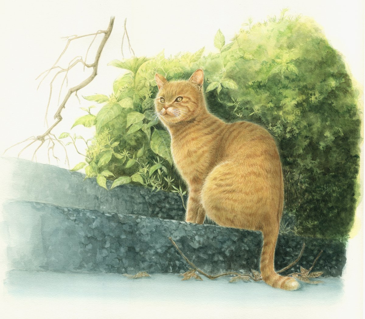 続けて猫の透明水彩画投稿です😺
#透明水彩　#猫