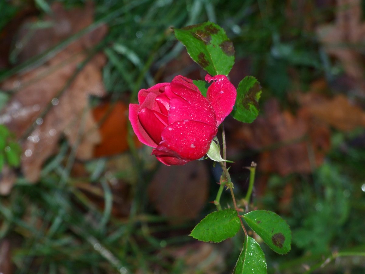 So mum as you read #twitter or #x or whatever I'll publish on, x.com/_matjaz/status… this one is for you. I'm not using chemicals, so sometimes I'm getting mold or illness on the leaves of my roses, but they are still blooming for you every year and our enemies are loosing. :)