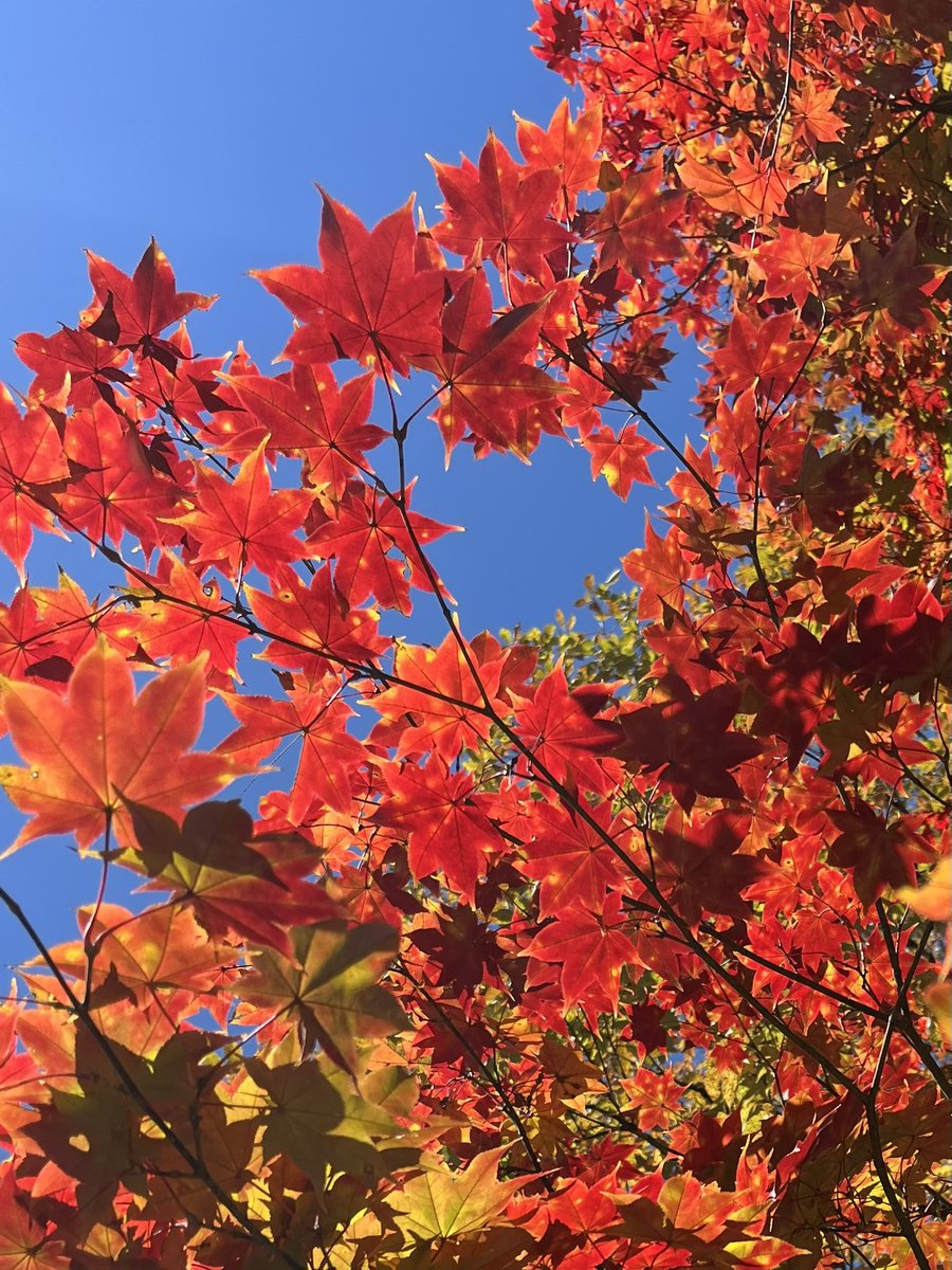 めるるページ ペーパーパッド｜【限定】MDペーパーパッド＜A5＞方眼罫