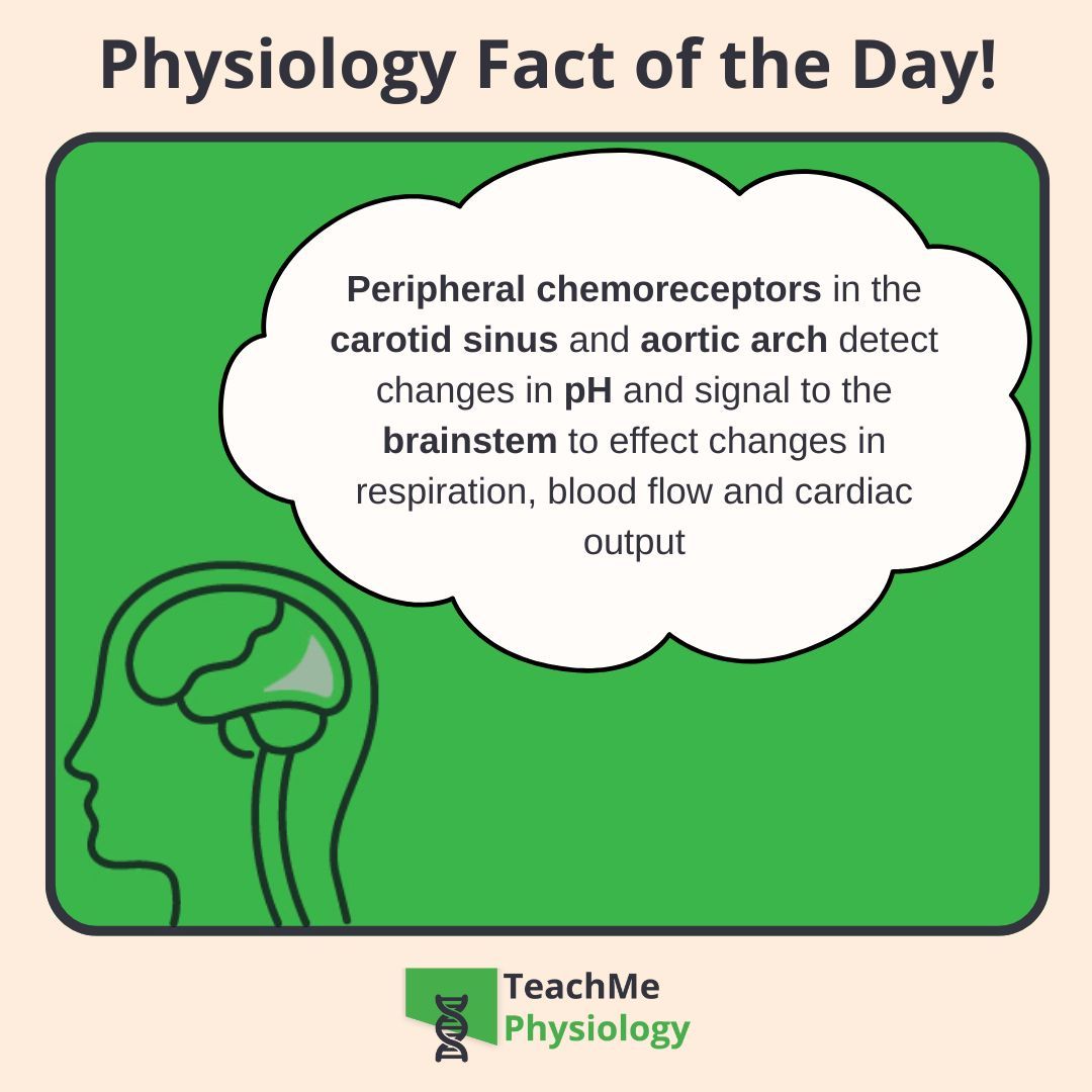 Want to learn more about how we detect changes in the chemical environment? 🧠

Head over to our website and check out the article on Chemoreceptors 🧪
shorturl.at/Odo2B

#TeachMePhysiology #physiology #education