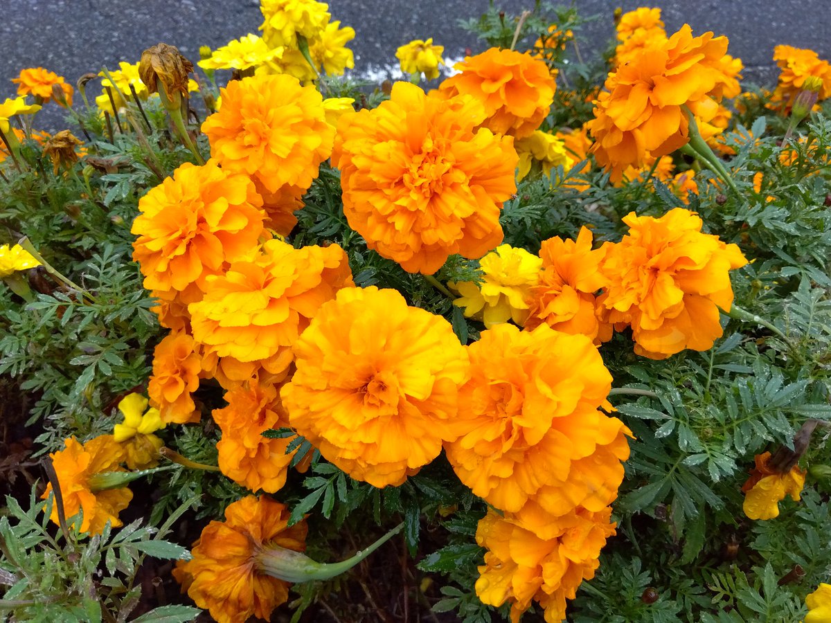 オランダ様♥️専用ページ Sugar-pendant｜ARTWORKSTUDIO公式