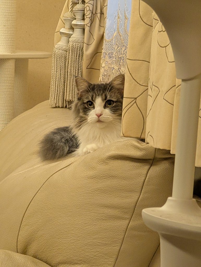 絵を描くと言いながらお猫様達と遊んで寝てました... 