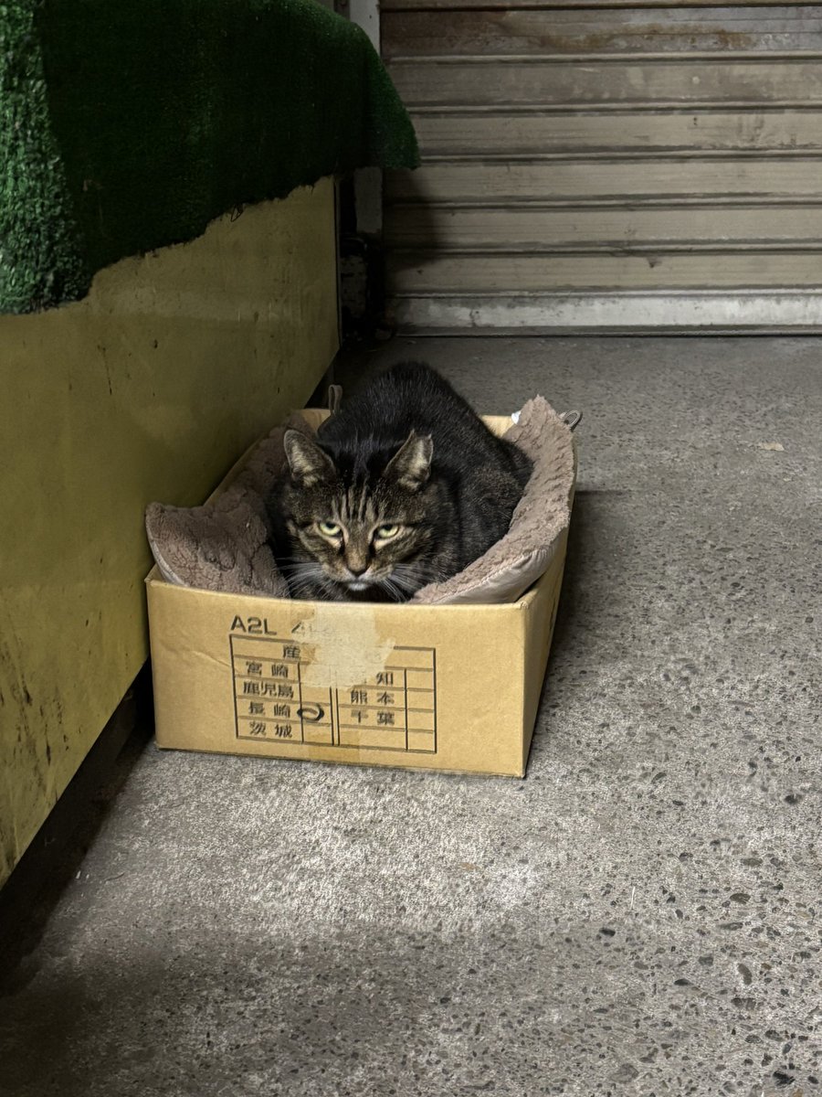 うさミミっミ(無駄に元気) (@usausa777pyon) / Posts / X