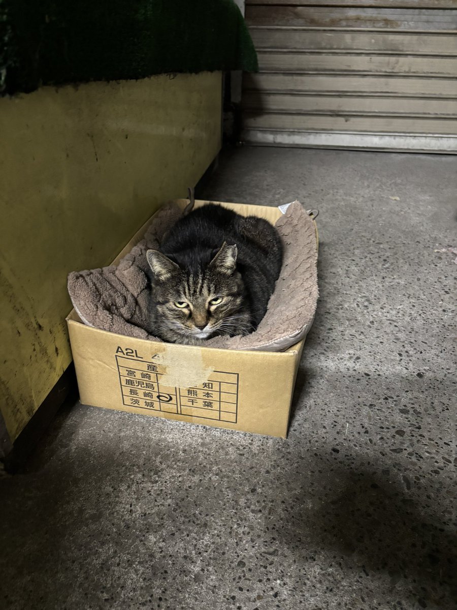 うさミミっミ(無駄に元気) (@usausa777pyon) / Posts / X