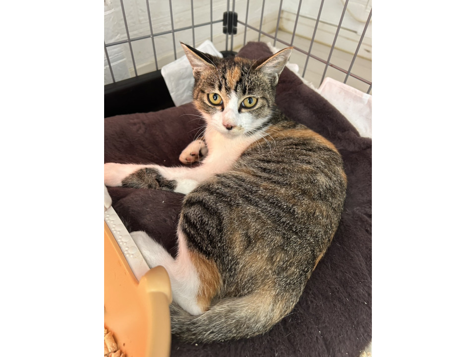 おしゃべりな縞三毛の女の子
石川県 ♀ 生後6ヶ月 の"ムギちゃん"ちゃんです。
 #猫の里親募集 #石川県
詳細：neko-jirushi.com/foster/231494/
写真：