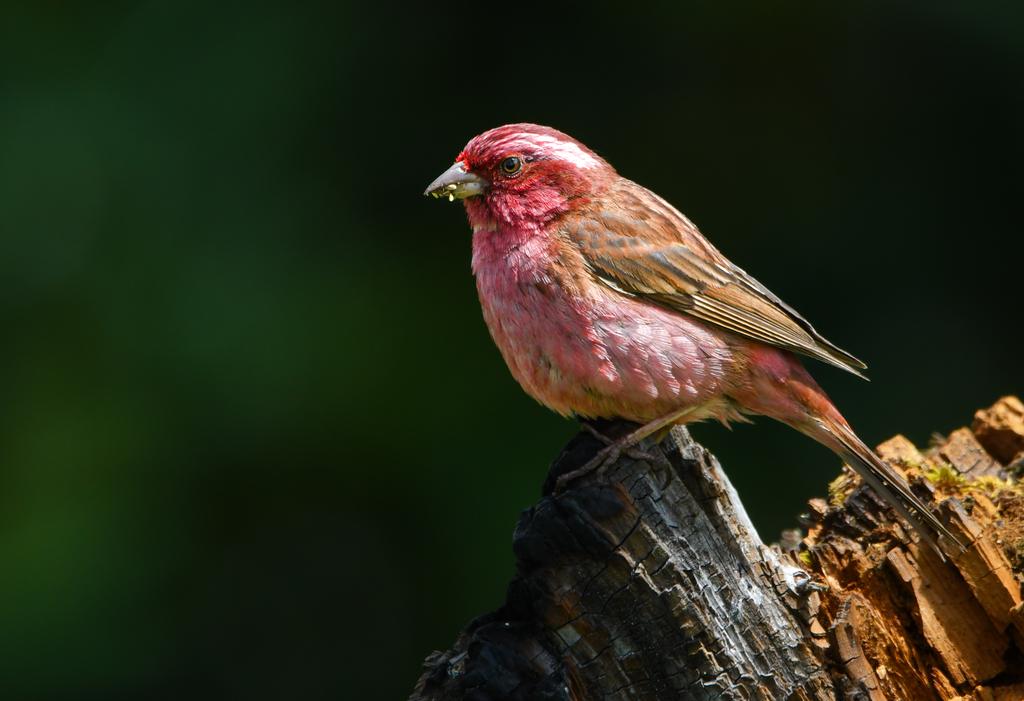 Pink browed Rosefinch 

Srinagar 

August 2025

#Kashmir #srinagar 
#birds #BirdsSeenIn2025 
#nature