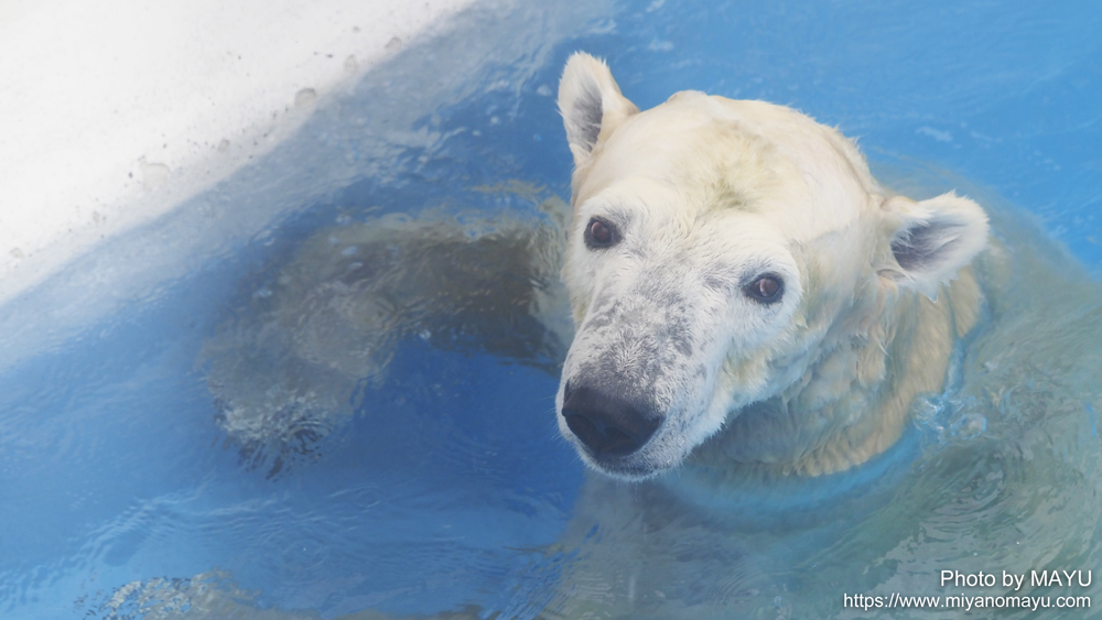 mmovies21's tweet image. 「マルル」という名前の発音「熊本バージョン」が印象に残っており忘れることが出来ません🙂

ホッキョクグマ「マルル」今度は熊本から釧路へ移動 九州ではゼロに!? miyanomayu.com/archives/polar… 

#マルル #ホッキョクグマ #polarbear