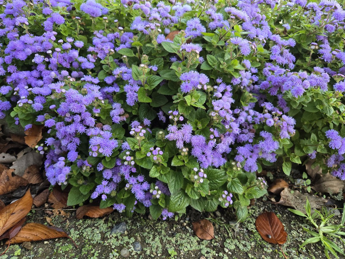 ★ 露草様 ★ 露草 (@tuyukusau) / Posts / X