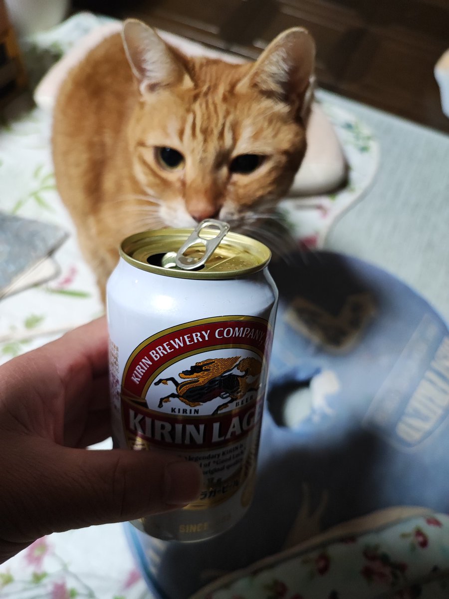 ふうちゃんZ on X