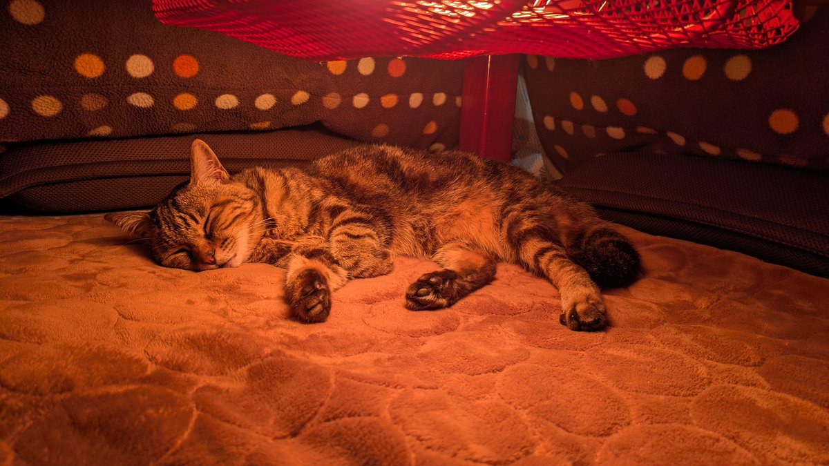 きじとら きじとら (@kjtr_cat_) / Posts / X