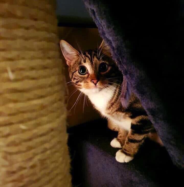 Simon Patrick He/Him tweet media