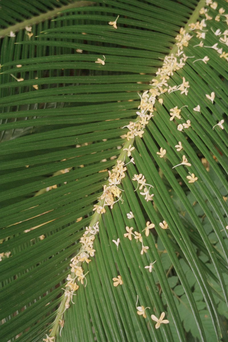 Esperanto (@esperantoleop) on Twitter photo 