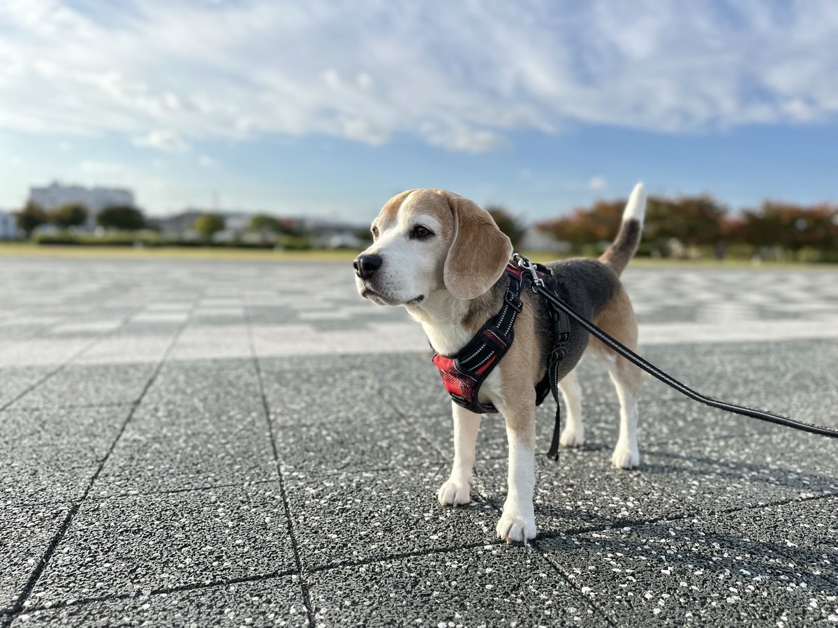 いいお天気☀️.°🐶🐾🐾
#ビーグル
#ビーグル小太郎
#beagle