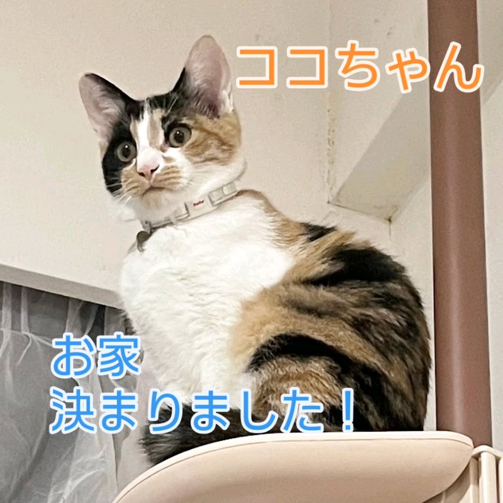 猫ココ 𝚜𝚞𝚗＊𝚌𝚊𝚝 𝚈𝚘𝚔𝚘𝚑𝚊𝚖𝚊 on X