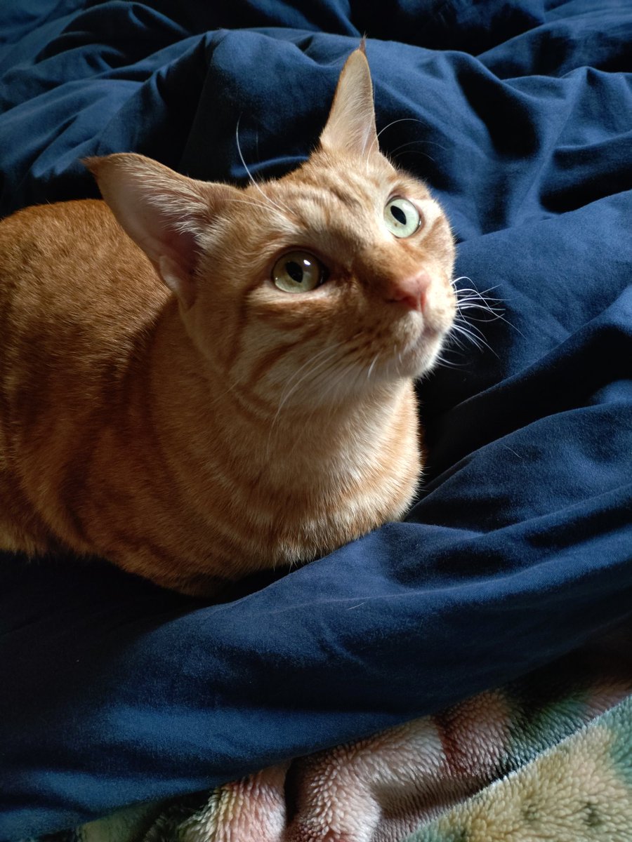 クリリン on X クリリン on X