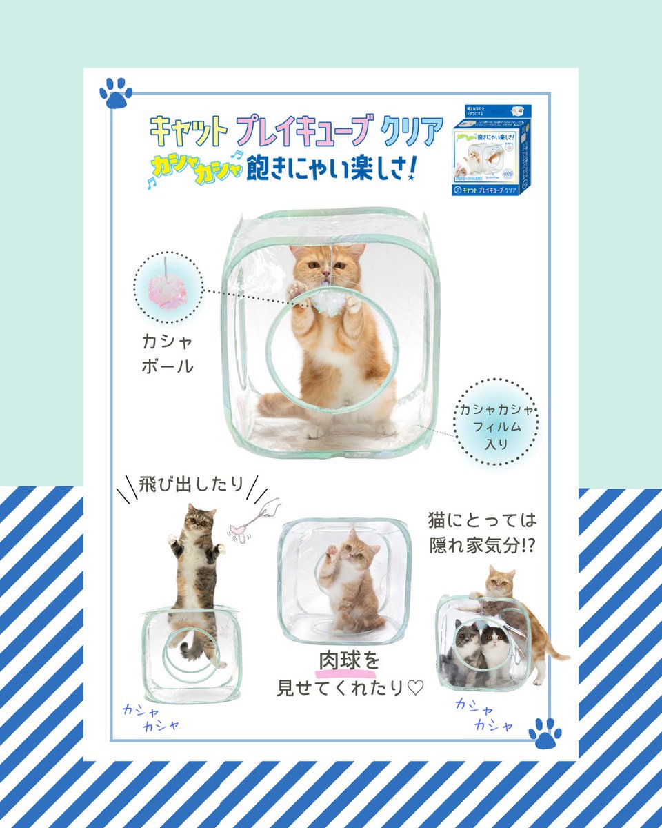 猫壱（necoichi）公式 (@necoichicojp) / Posts / X