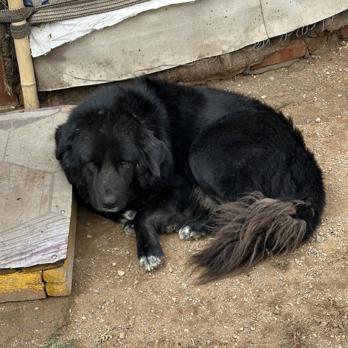 몽골 가나디들 너무너무 착해... 얼굴로 고무짜기해도 가마니 있음