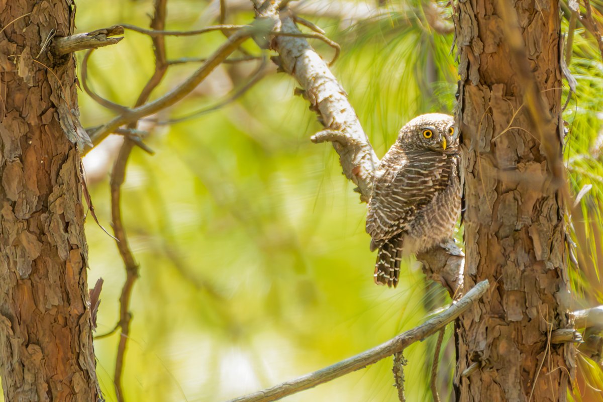 rahul_rajguru's tweet image. Asian Barred Owlet
