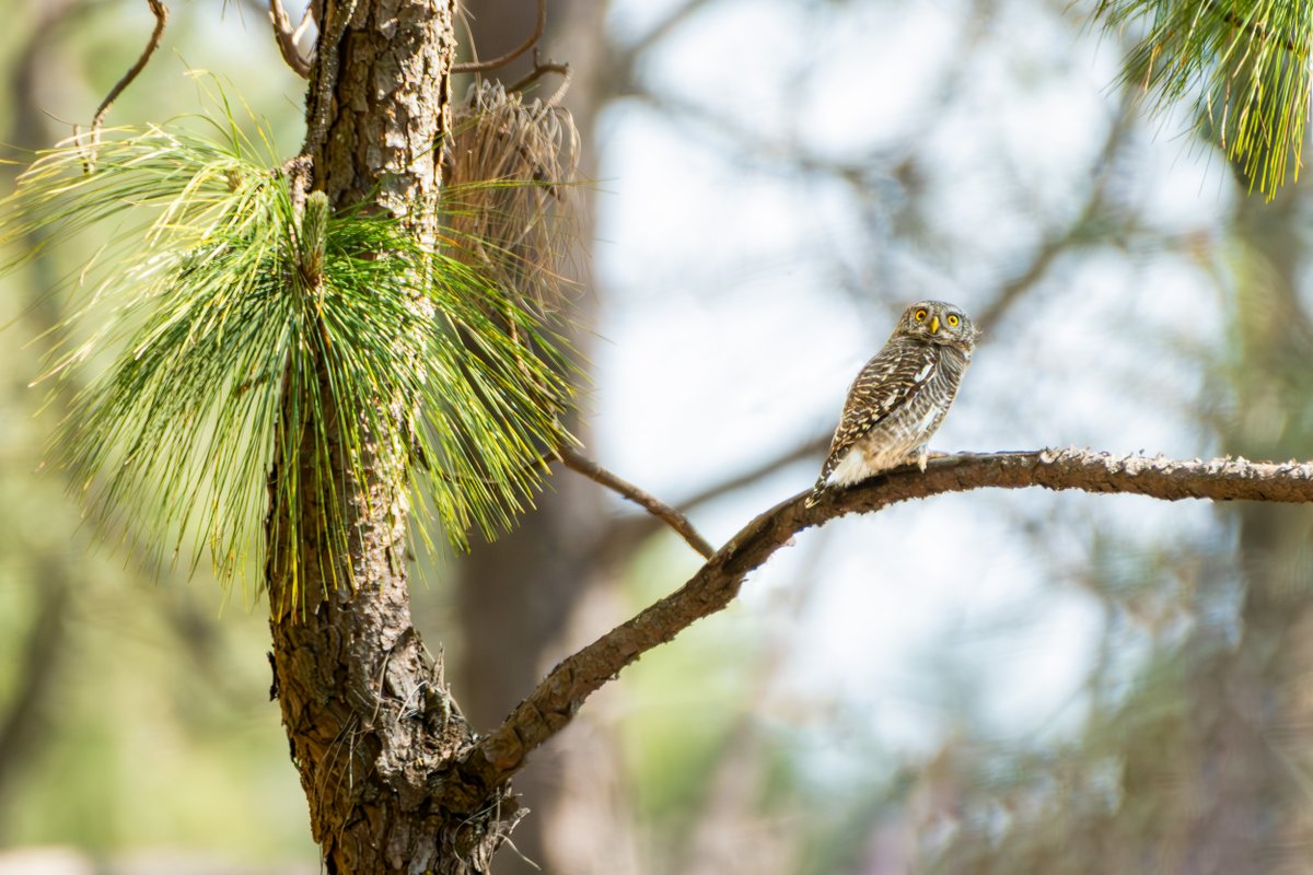rahul_rajguru's tweet image. Asian Barred Owlet