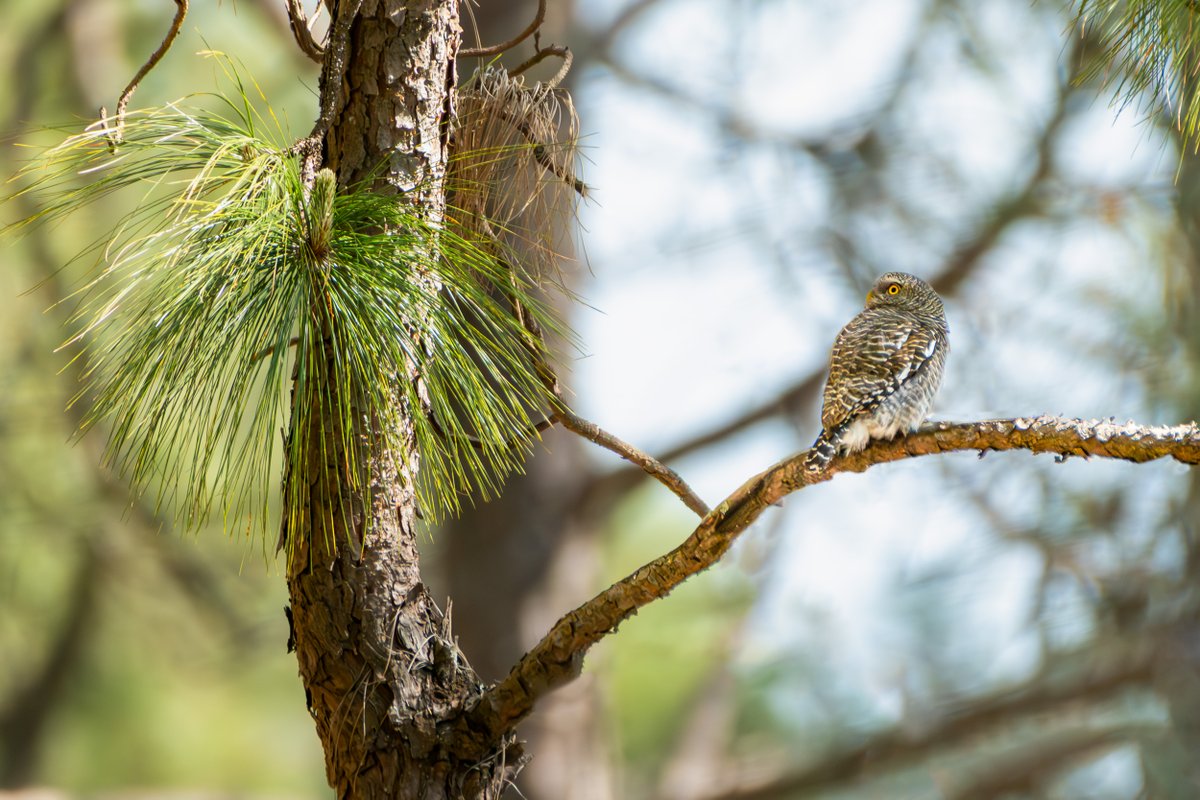 rahul_rajguru's tweet image. Asian Barred Owlet