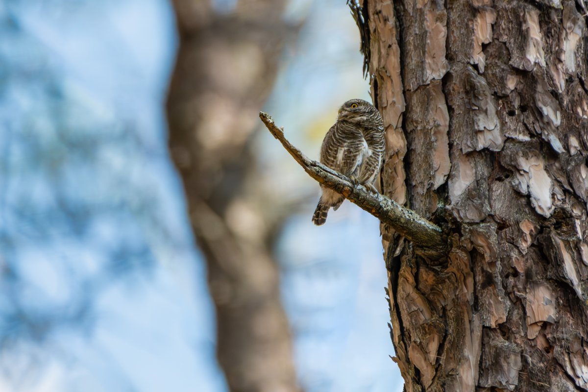 rahul_rajguru's tweet image. Asian Barred Owlet