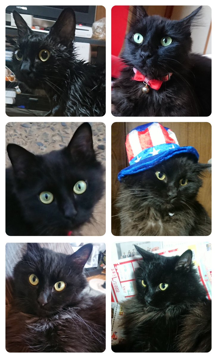 nekoku02's tweet image. くーは鼻が低くておでこもまるいです。尻尾は特徴的な鍵しっぽです

時期によって随分印象が変わる子で、冬になればとてもふさふさに変わりますが成猫なので骨格の事は変わらない筈です

くーの傍にいる方からのご連絡をずっとお待ちしております
#東庄町 #香取市 #銚子市 #迷い猫 #迷子猫 #千葉県