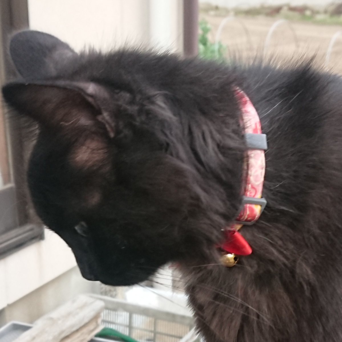 nekoku02's tweet image. くーは鼻が低くておでこもまるいです。尻尾は特徴的な鍵しっぽです

時期によって随分印象が変わる子で、冬になればとてもふさふさに変わりますが成猫なので骨格の事は変わらない筈です

くーの傍にいる方からのご連絡をずっとお待ちしております
#東庄町 #香取市 #銚子市 #迷い猫 #迷子猫 #千葉県