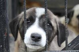 Yarın Ankara’da besleme yasağı konuşulacak.
Bu “çözüm” falan değil, resmen aç bırakmak.
5199 ortada, yaşatmak zorundasınız.
Kimse sokaktaki canları kaderine terk edemez.

06/11/2025 – 14:00 – Valilik Ek Bina – Ankara
Geliyoruz. Sessiz kalmak yok. Yaşam hakkı masa başında