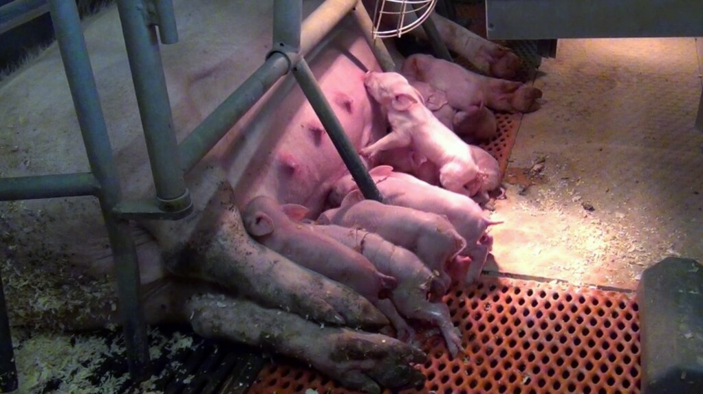 hoftierarzt's tweet photo. Starke #Sauen – starke #Ferkel: Mit Fütterung und Monitoring zum optimalen Mikrobiom https://t.co/uKgeAvgCzc via @hoftierarzt #Schweine #Tiergesundheit #Tierwohl #Darmgesundheit https://t.co/ocaeifYWSR