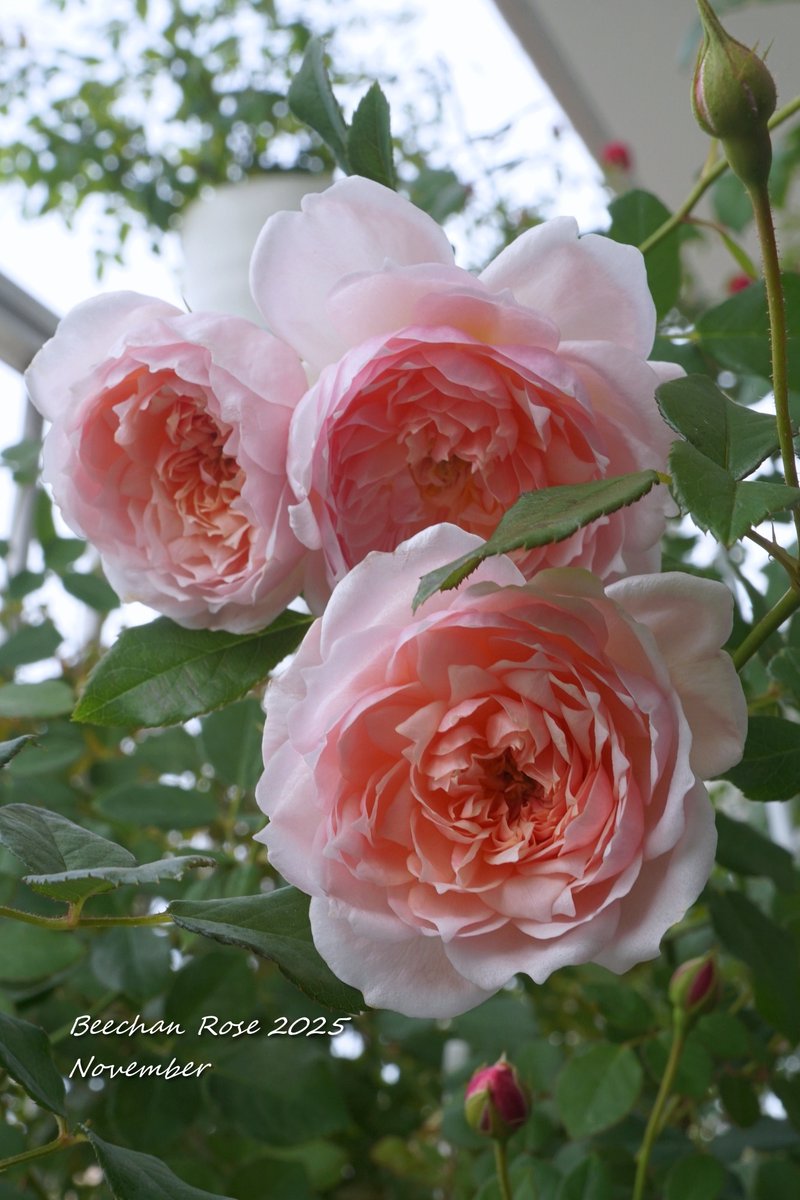 舞桃華🇯🇵 (@B31W5PAfD3Jgcjc) / Posts / X