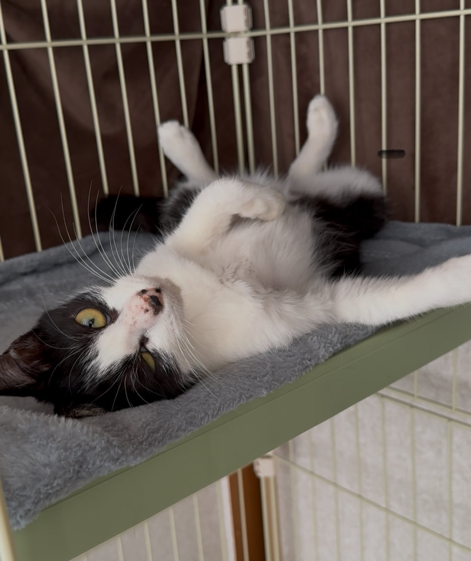 aquanoa4's tweet photo. トレード📊のストレスを猫ちゃんに癒してもらってます🫨

猫の癒し効果凄い✨️

#猫 #猫がいる暮らし https://t.co/8veUsBQFJg