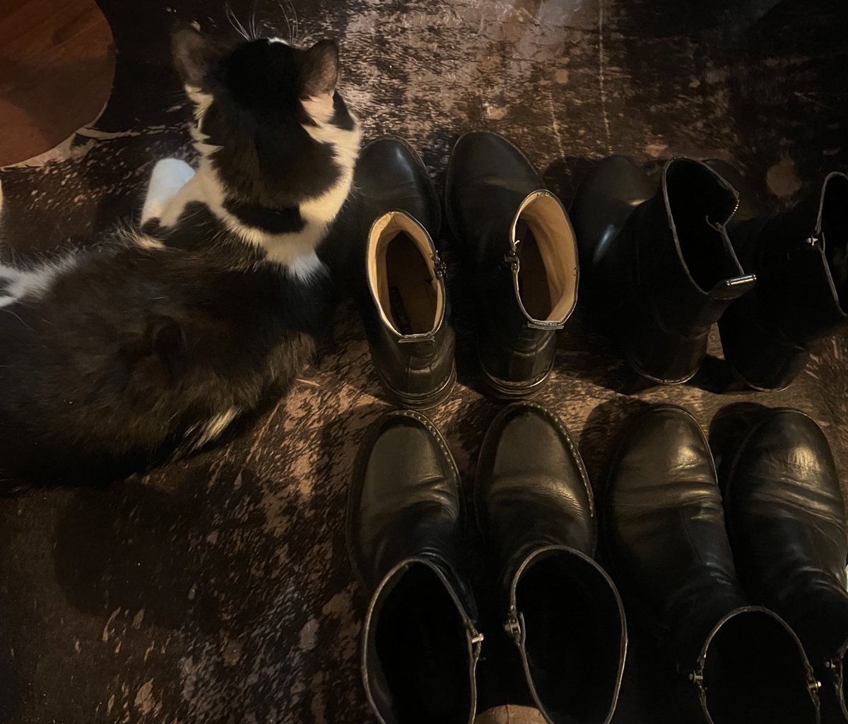 kitty, leather rug and ann demeulemeesters