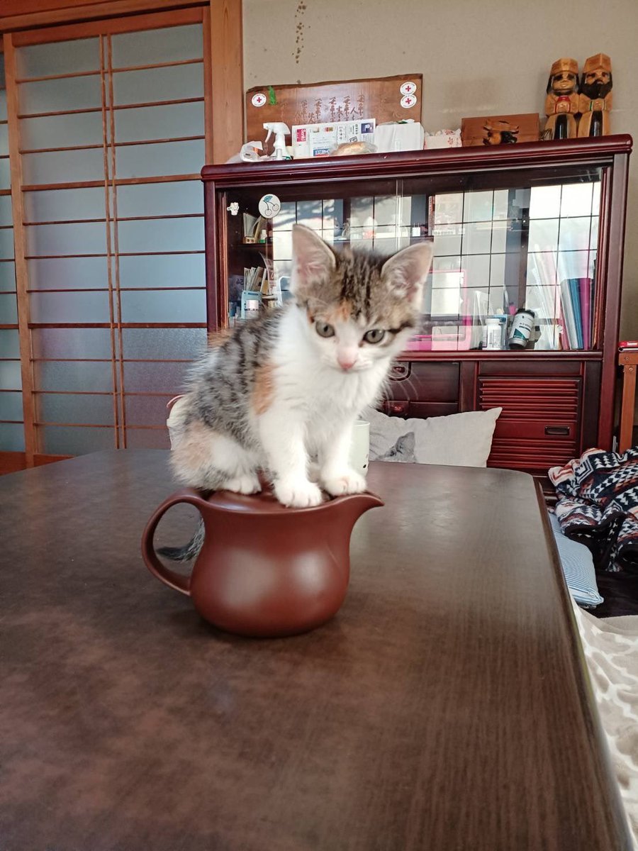 クロニャンコ (@nyankowheel) / Posts / X