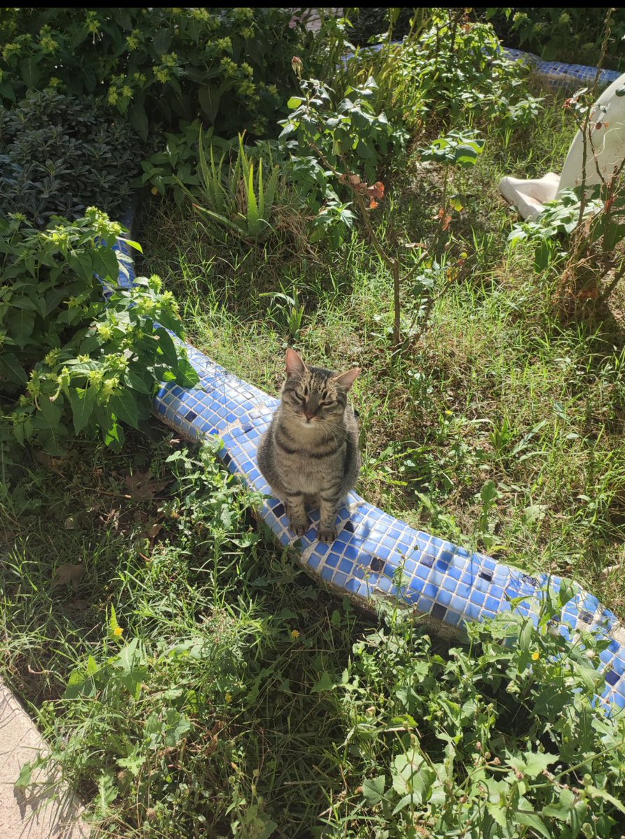 Rojda Akbay tweet media