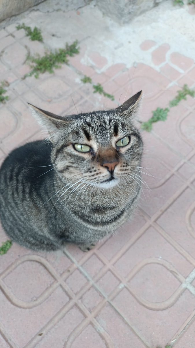 Rojda Akbay tweet media