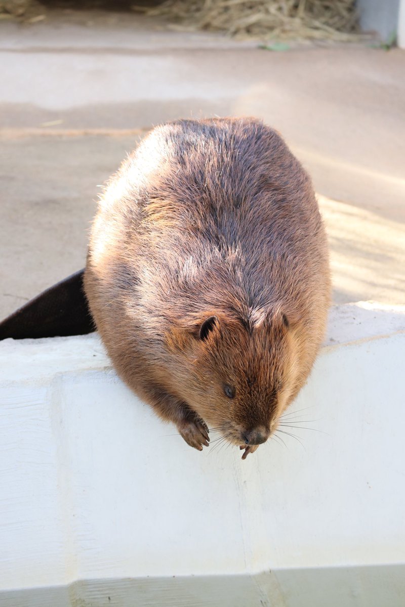 本日は「#ビーバームーン」🦫＝🌕？

ビーバーが11月になると寒い冬を越すために巣作りを始めることから、11月の満月をビーバームーンと、呼ぶのです。

あんこちゃんの まんまるフォルムは正にお月様の様ですね

#霞ケ浦どうぶつとみんなのいえ
#アメリカビーバー