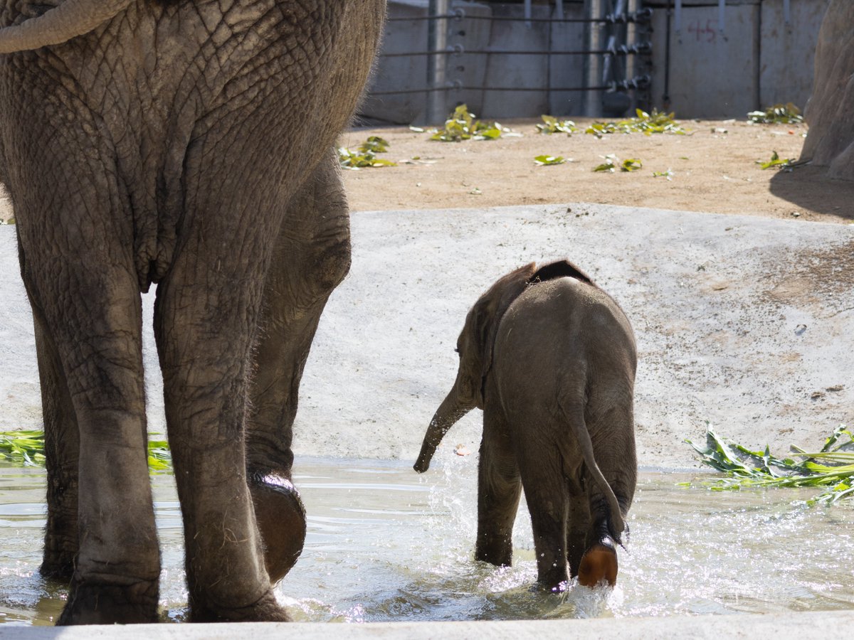 水彩画（象） 水彩画 (象) Eng sub] 5min Easy Watercolor | African Elephant - YouTube
