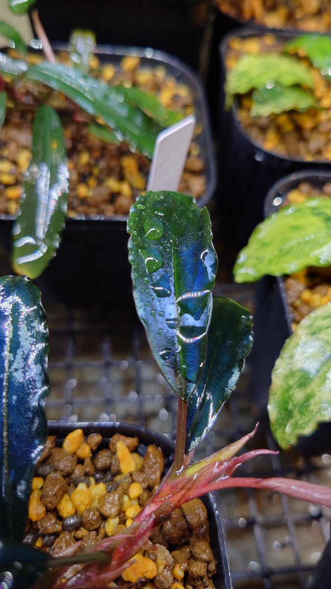 クリプトコリネとブセファランドラの沼 (@DfpQl72wTYukLub) / Posts / X