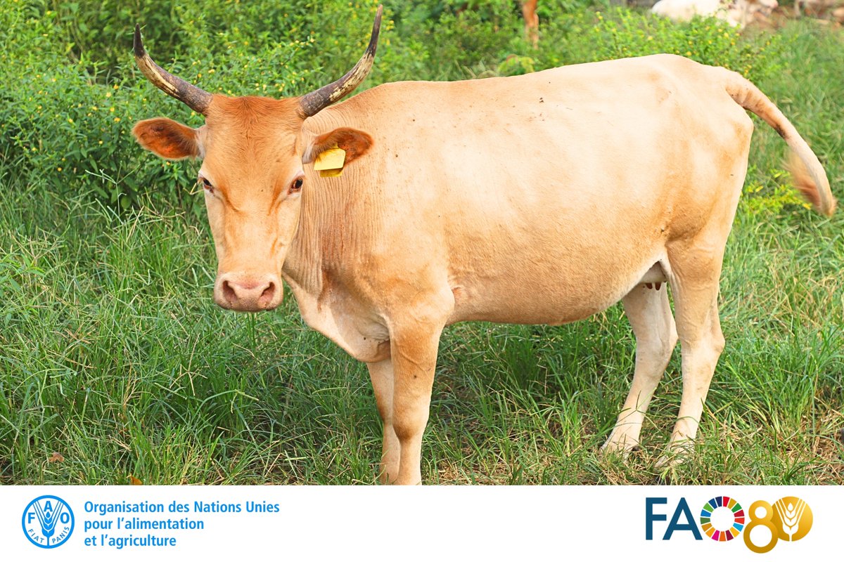FAO Guinée &amp; <a href="/ElevageGuinee/">Ministère de l'Elevage de Guinée</a> préparent le lancement de la campagne d’insémination artificielle de 1⃣0⃣0⃣0⃣ vaches dans 6 préfectures. 
Objectif : renforcer la production laitière de la race locale bovine #Ndama &amp; réduire les importations. #FAOGuinee 
<a href="/Banquemondiale/">Banque mondiale</a> 
#PDACG
