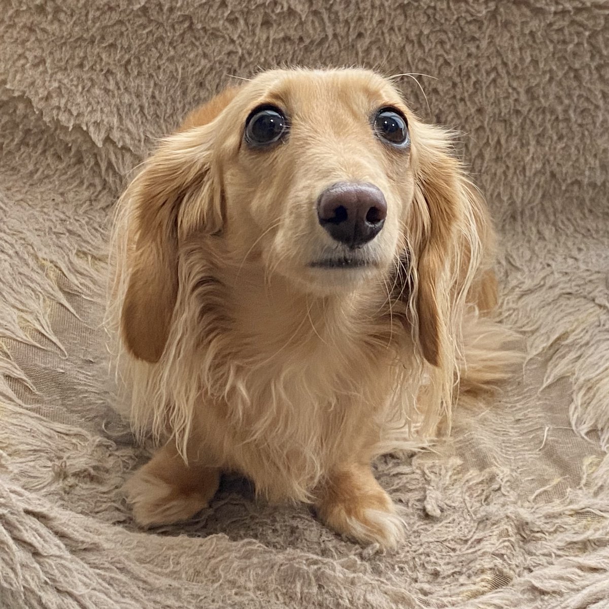 SausageDogHotel's tweet image. "What do you mean breakfast is delayed?" - Willow is not happy when her meal schedule is disrupted... #TheHorror
