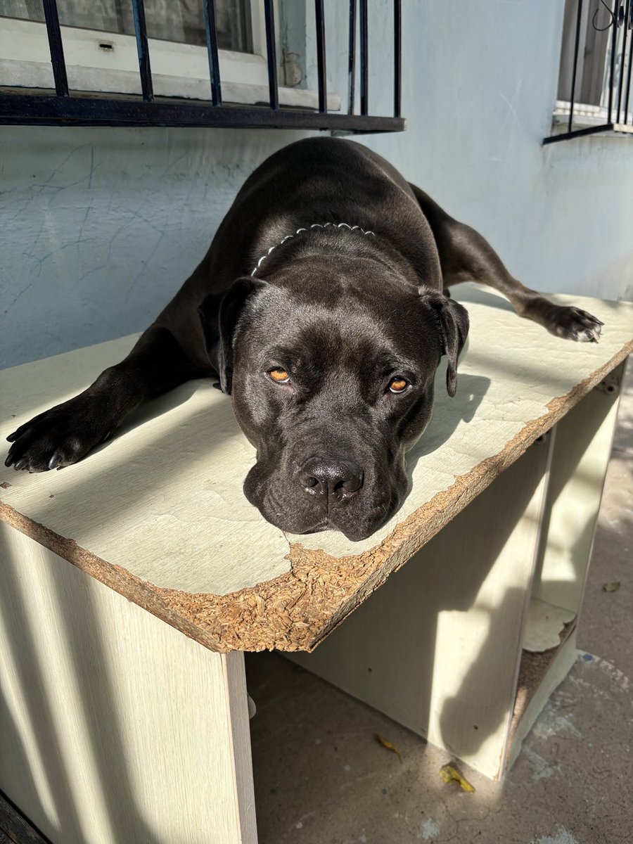 D vitamini önemlidir🙏🏻😎
Pit canım 🖤siyah incim🖤