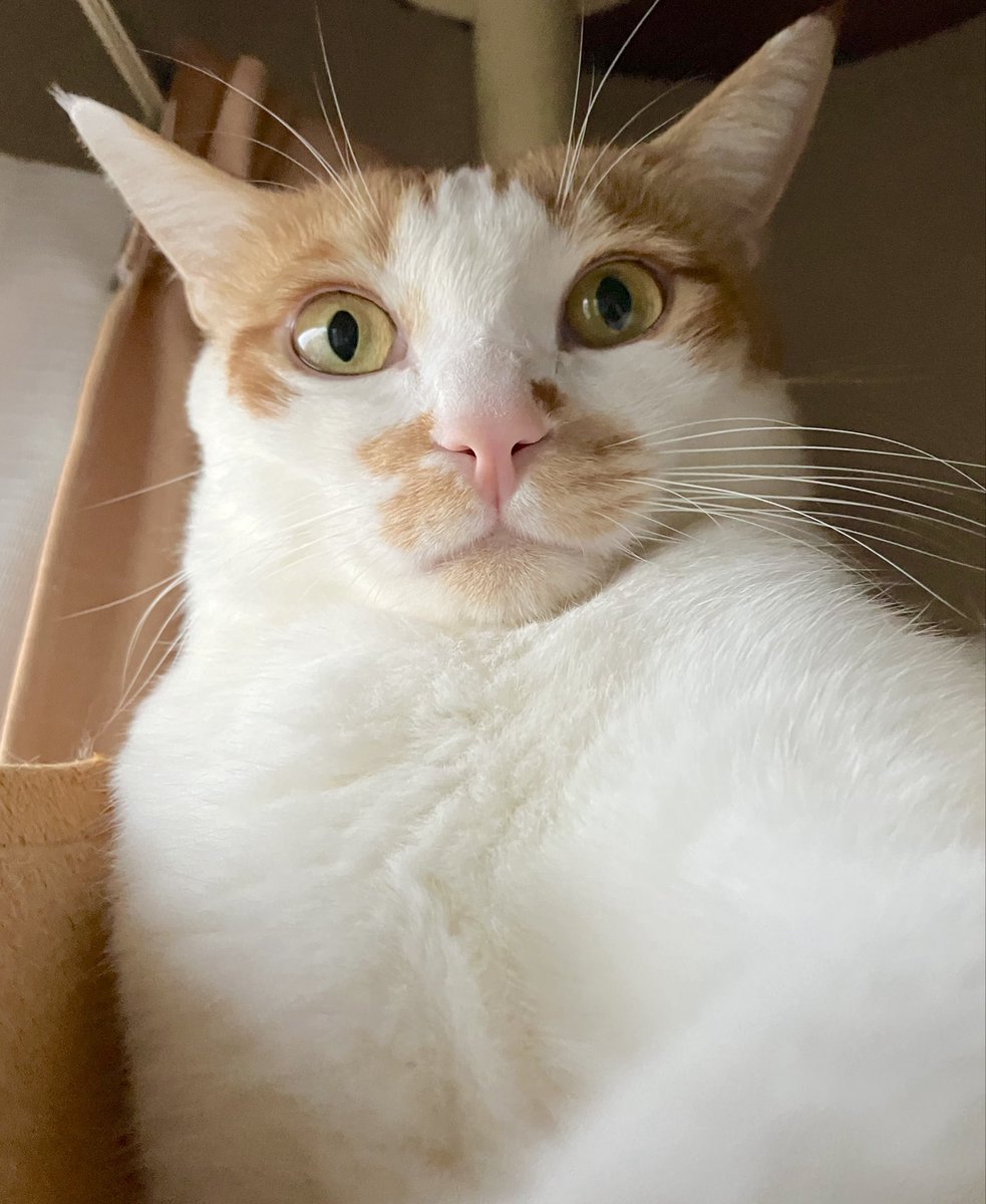 自撮り…風🐱

#猫好きさんと繋がりたい 
#猫のいる暮らし
