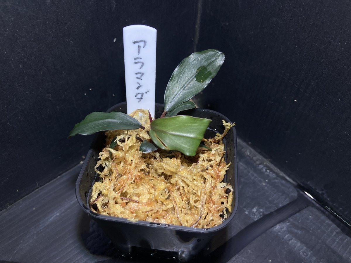 Aqua Focus アクアフォーカス on X