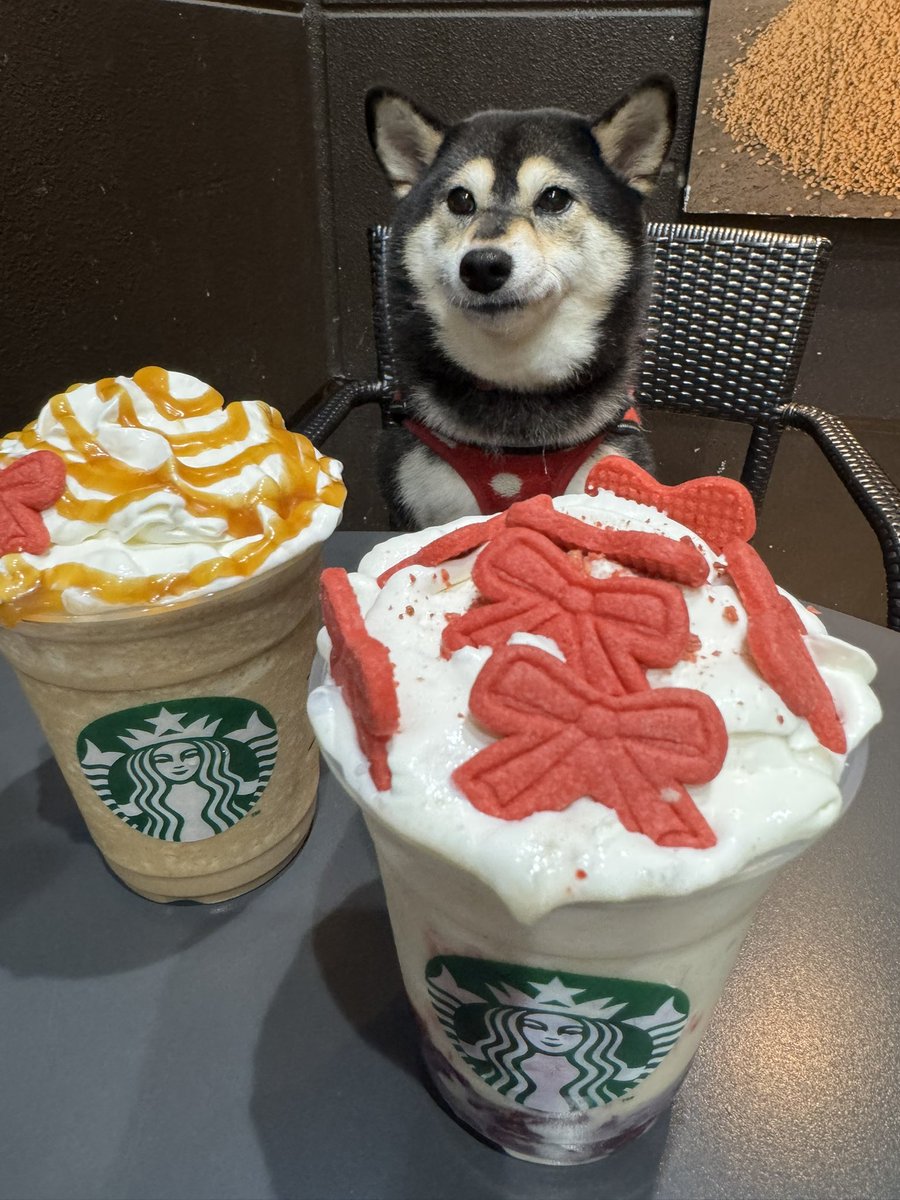 ☆柴犬&ひよこ☆ 柴犬】よちよち歩きの子犬が可愛い - YouTube