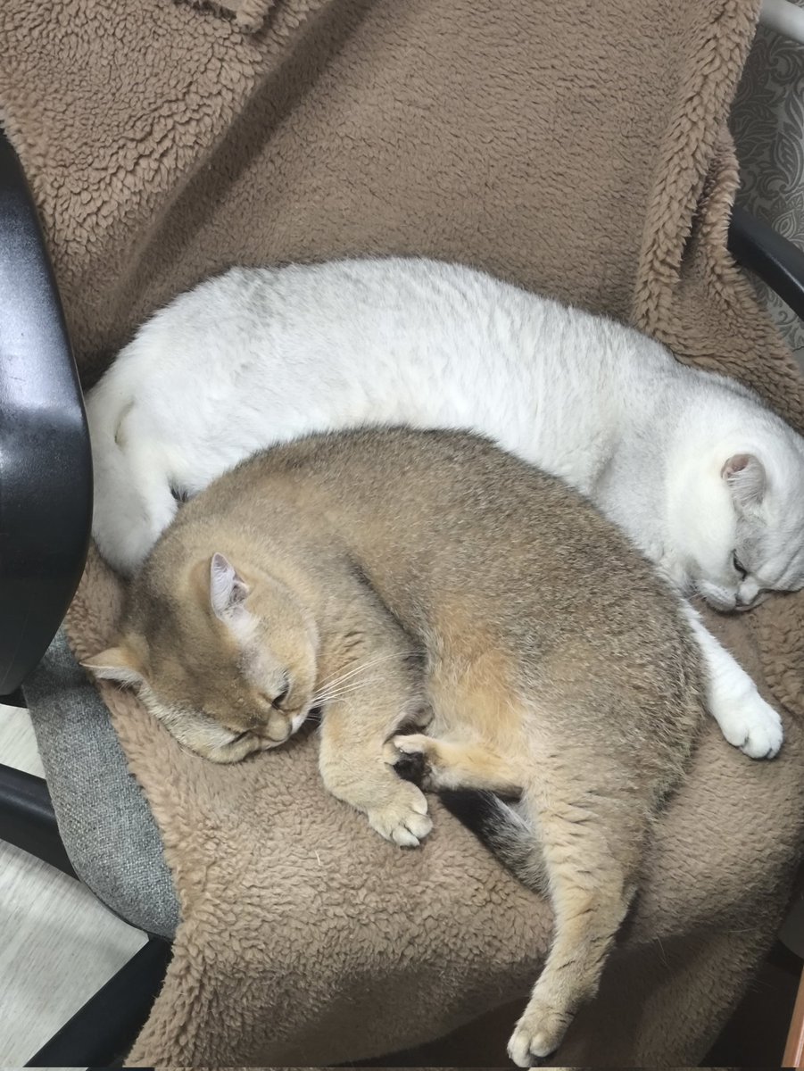 Как сказать директору, что я не выполнил работу, так как мое компьютерное кресло заняли две кошачьи морды и я не имел сил их согнать, поэтому не смог поработать за компьютером...