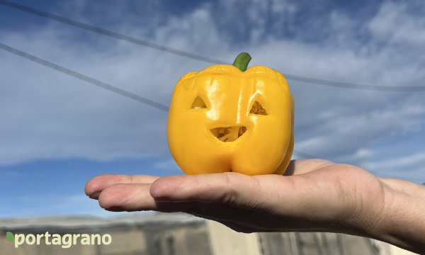 📢Belenus es la gran apuesta este año en california amarillo para #Almería de HM.Clause
portagrano.eu/2025/11/belenu…

Belenus es un #pimiento amarillo bien dotado de resistencias: oídio (Lt) y nematodos (Ma/Mi/Mj)

#semillas #agricultura #invernaderos #PEPPER