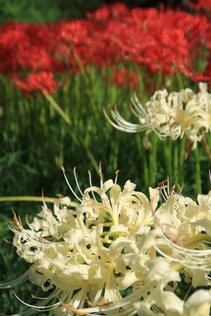 カズポットⅡ on X