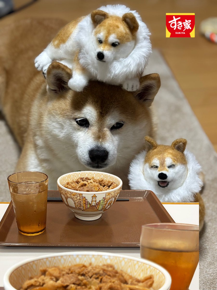 柴犬 ちいちゃん日記 on X